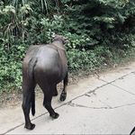 鹅沙沙
