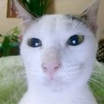 猴子8
