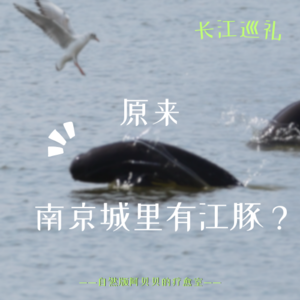 Vol.02 原来,南京城里有江豚