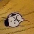 猪喵酱