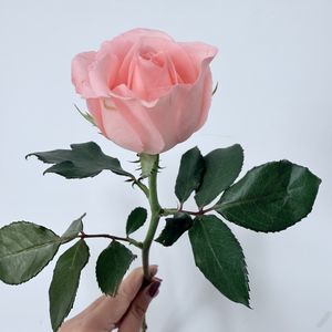 podcaster-avatar