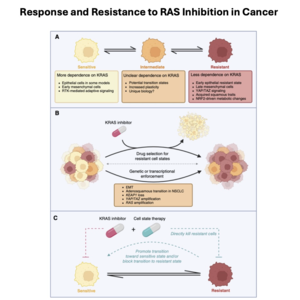 039-Response and Resistance to RAS Inhibition in Cancer