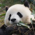 北辰甜包包