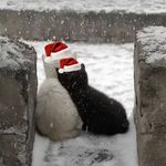 不到江南的风雪