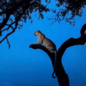 射手獠牙.🎧 EP22｜没事儿就多看看《动物世界》