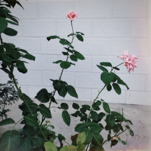 VOL190.最好的生活状态：一个人时，安静而丰盛。两个人时，温暖而踏实。