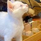 哈猫