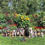 Underdogchow