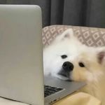 好运粽