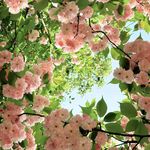 自由的Lucida