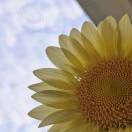 小小的塔螺都吸附这风暴吮