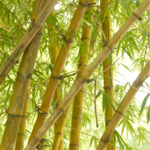 战平烟斗 | 国际知名手工斗师如何挑竹子？