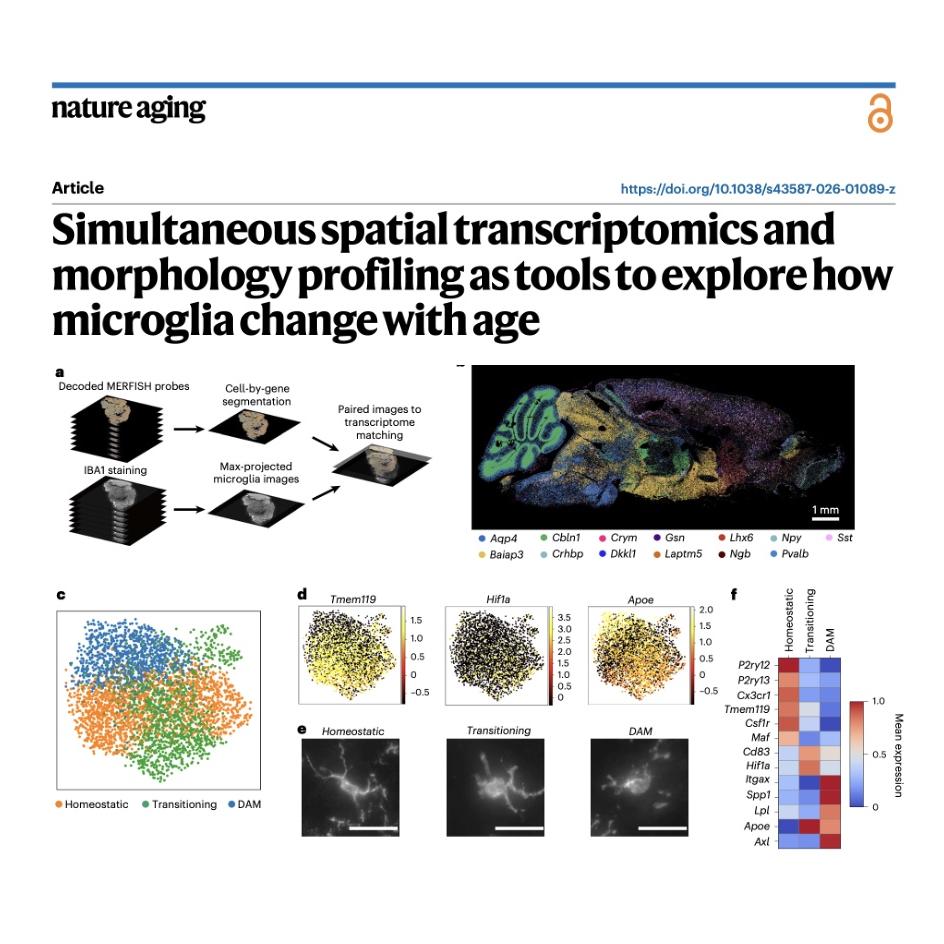 1250-Mapping Microglial Morphology in the Aging Brain episode artwork
