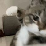 喵喵喵wu