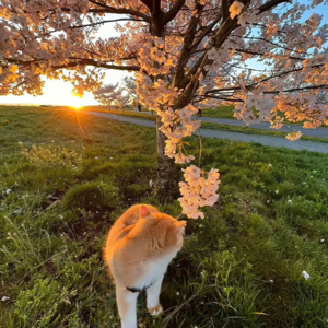 串台011｜ 浅聊百年心理治疗流派演变