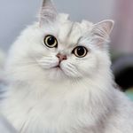 魔魔胡胡胡萝卜喵