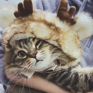 上帝创造了猫狗，给了人类什么|留学生养猫养狗茶话会