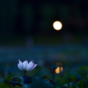那些课堂上读过的意难平散文：朱自清荷塘月色，与凤凰传奇的荷塘月色谁更美