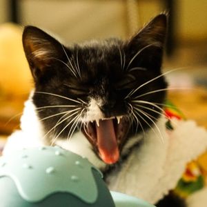 podcaster-avatar
