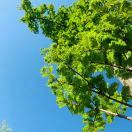 小胖今天自律了么