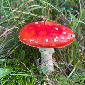 01. 30+岁重启人生之在芬兰读教育的大一新生活