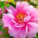 花开富贵888