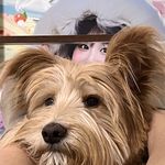 拥抱世界的栗咂
