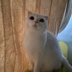 团宝宝