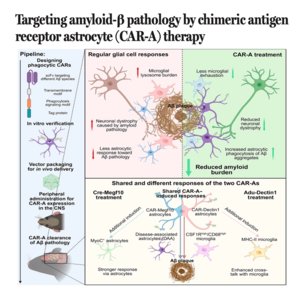 705-Targeting Amyloid-β Pathology with CAR-Astrocyte Therapy