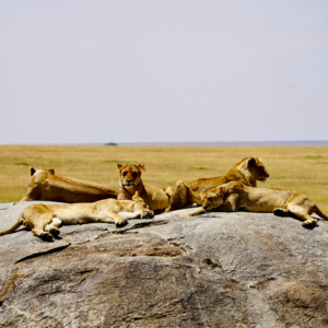 E07 刻在DNA里的空耳神曲，啊～兹肯亚～妈妈咪吉娃娃｜茶话会之非洲之旅