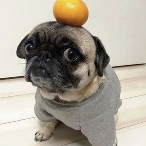 冲鸭头哥