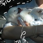 昏睡小猪