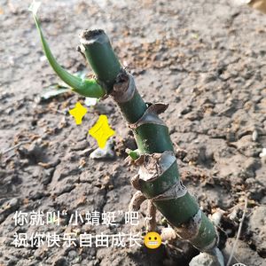 podcaster-avatar