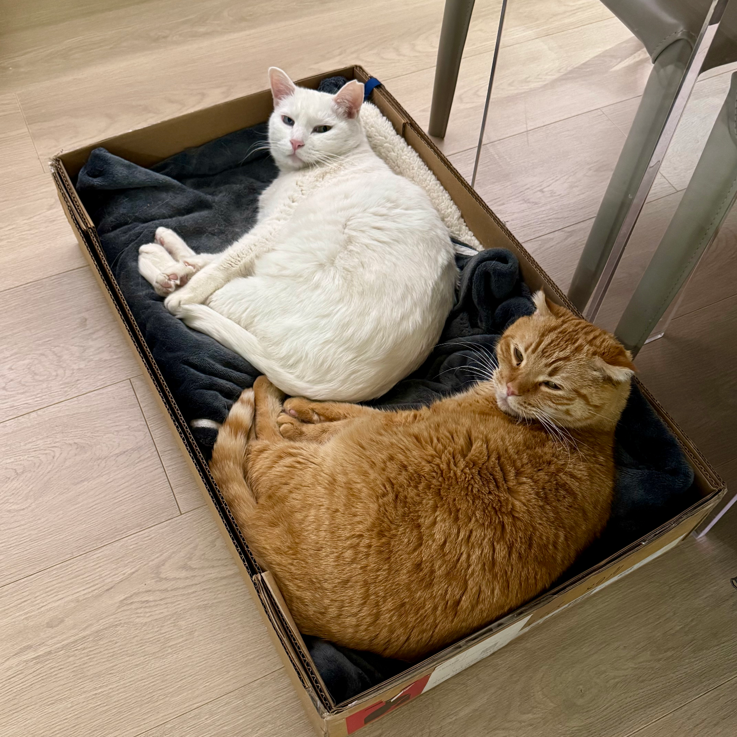 史蒂夫说448期 - 咨询师回信：你不是不值得被爱，你是情绪性闪回了