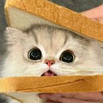 pupu噗噗小猪