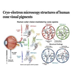 1472-Cryo-EM Structures of Human Cone Visual Pigments