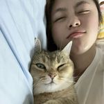 酸奶和猫