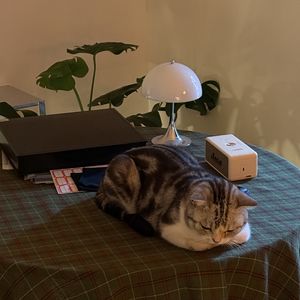 小猫嘟嘟