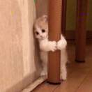 吾心安处是吾乡