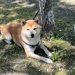 馨馨咪LL