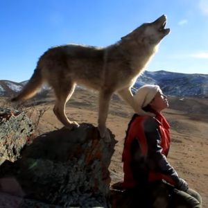 《重返狼群》惹无数观众泪崩，原来“狼来了”是对狼最深的误解