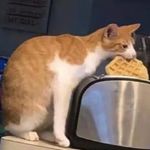 南條音