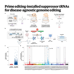 292-PERT for Disease-Agnostic Nonsense Mutation Readthrough