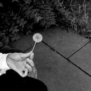 城市日记 I 不比较 善护念