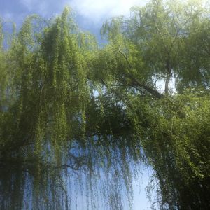 podcaster-avatar