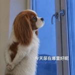 拜见无敌宝珠大王