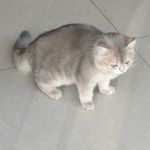 巴尼斯百货