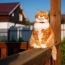 王老猫_Rbxv