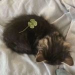 辛运的四叶草
