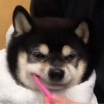 菠萝杰西